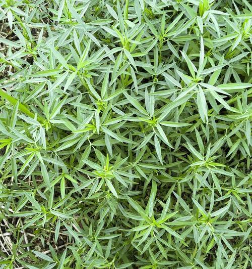 伞房花耳草和蛇舌草的区别（认识两种盆栽植物及其特点）-第1张图片-绿意生活