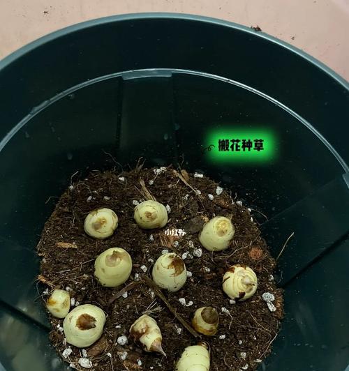 以苍兰的种植方法（从选地到管理，掌握以苍兰的种植技巧）-第1张图片-绿意生活