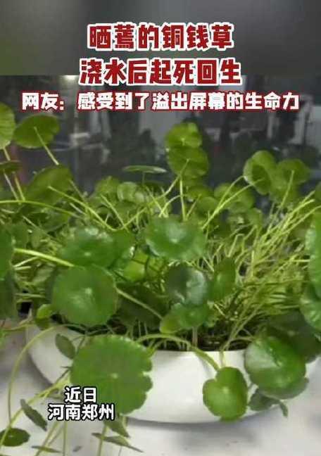 铜钱草叶发黄发蔫的原因及解决方法（铜钱草叶发黄发蔫的困扰与救治）-第2张图片-绿意生活