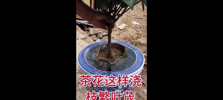 以茶花叶子为主题的清理方法（快速清理茶花叶子的技巧与建议）-第1张图片-绿意生活