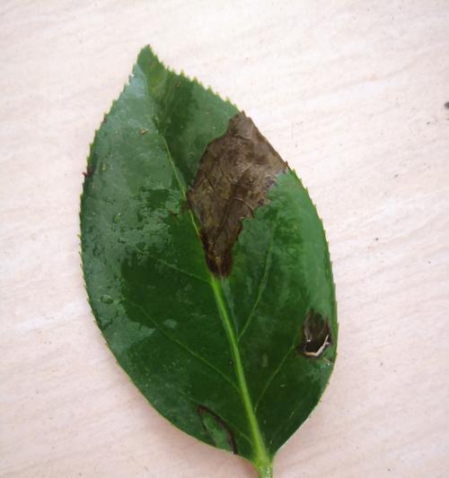 以茶花叶子为主题的清理方法（快速清理茶花叶子的技巧与建议）-第2张图片-绿意生活
