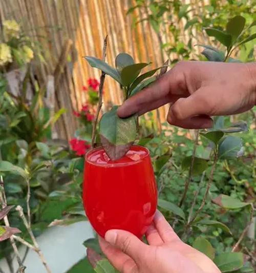 以茶花叶子为主题的清理方法（快速清理茶花叶子的技巧与建议）-第3张图片-绿意生活
