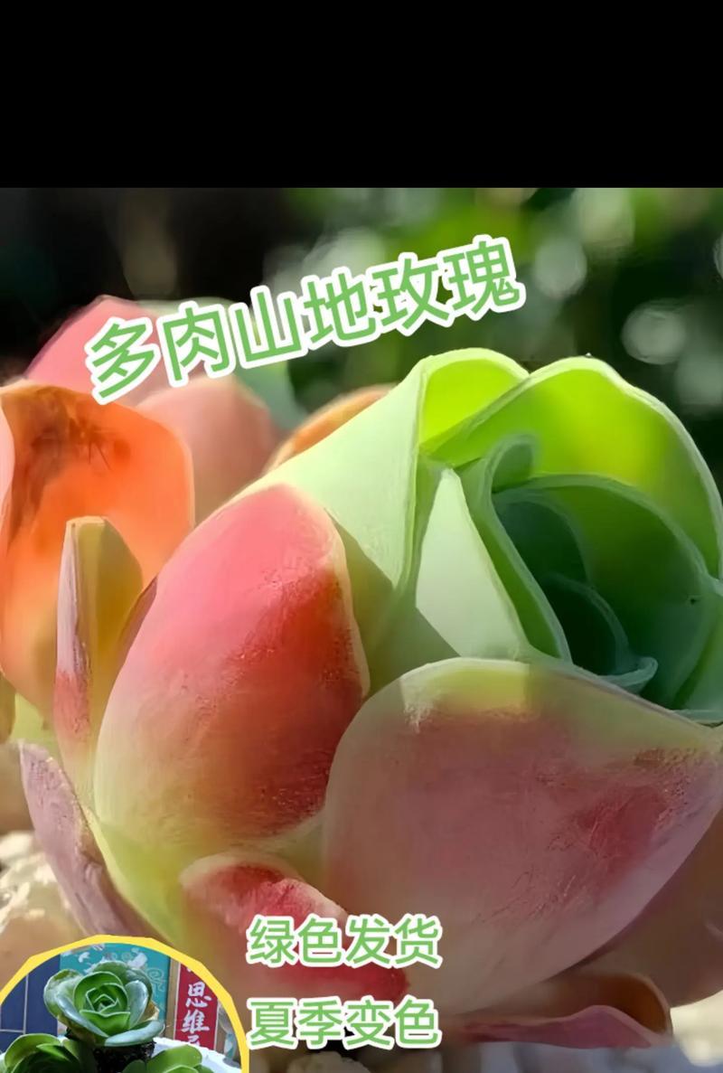 山地玫瑰发芽后的生长过程（探秘山地玫瑰生长的奥秘）-第2张图片-绿意生活