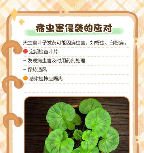 如何养护天竹花保持翠绿叶色（让你的天竹花永远不再黄叶子）-第1张图片-绿意生活