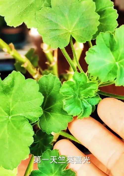 如何养护天竹花保持翠绿叶色（让你的天竹花永远不再黄叶子）-第3张图片-绿意生活