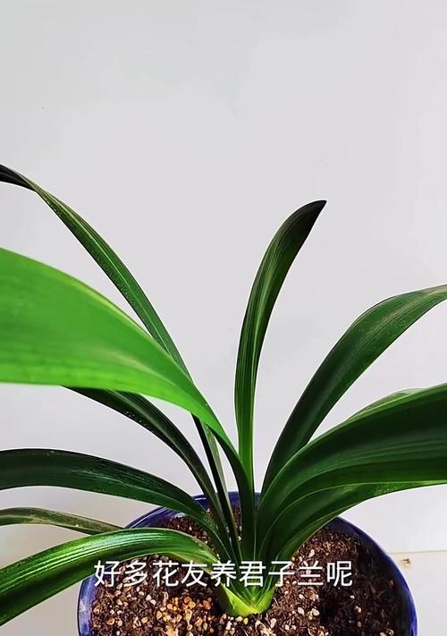 君子兰春天开花的养护技巧（打造春天花海，让君子兰绽放绚丽色彩）-第3张图片-绿意生活