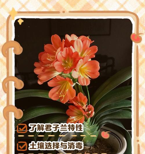君子兰春天开花的养护技巧（打造春天花海，让君子兰绽放绚丽色彩）-第1张图片-绿意生活