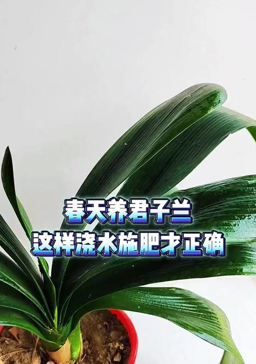 君子兰春天开花的养护技巧（打造春天花海，让君子兰绽放绚丽色彩）-第2张图片-绿意生活