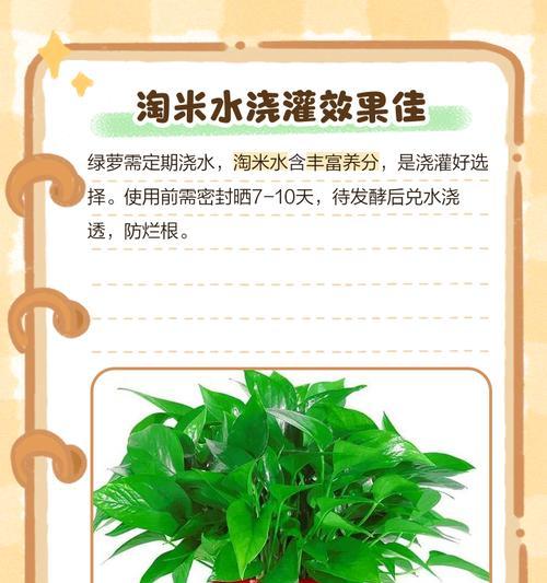 绿萝叶片发黄怎么办？（绿萝能浇硫酸亚铁吗？解决方法大揭秘！）-第2张图片-绿意生活