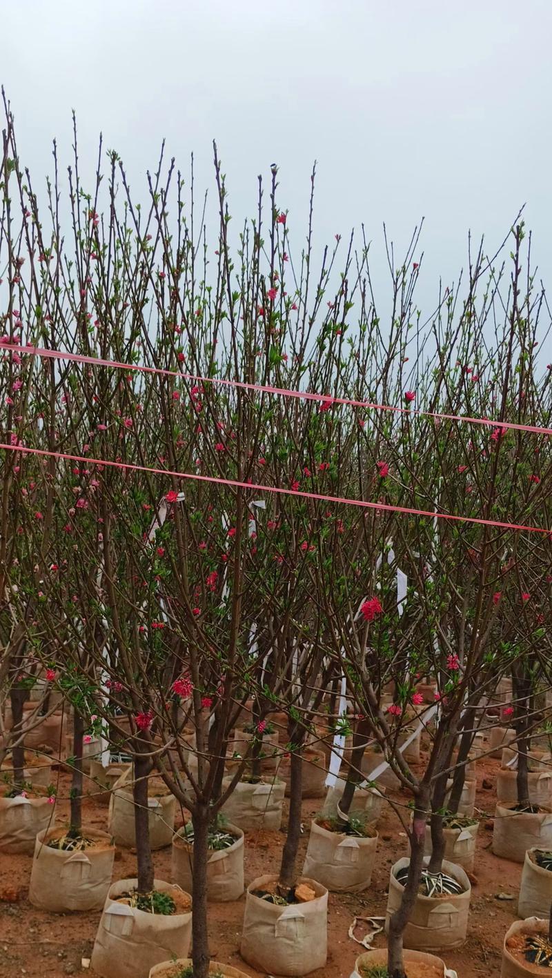 探秘桃树开花结果时间（几月开花？什么时候结果？）-第2张图片-绿意生活