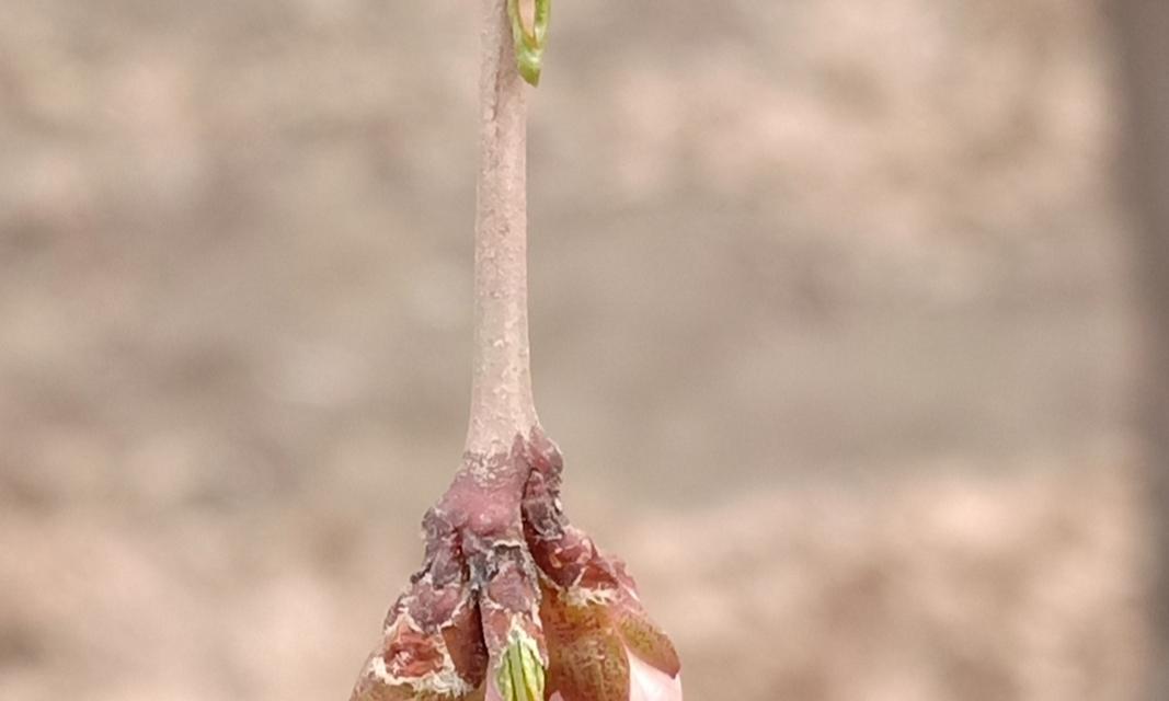 探秘桃树开花结果时间（几月开花？什么时候结果？）-第1张图片-绿意生活