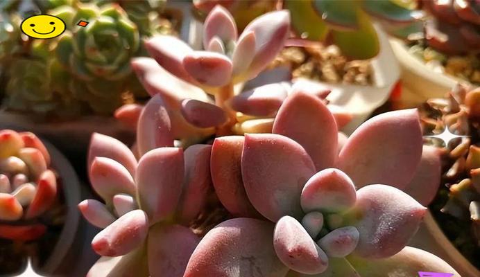 探究玛格丽特的喜阳或喜阴特质-第1张图片-绿意生活