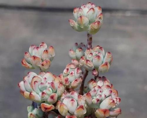 探究玛格丽特的喜阳或喜阴特质-第3张图片-绿意生活