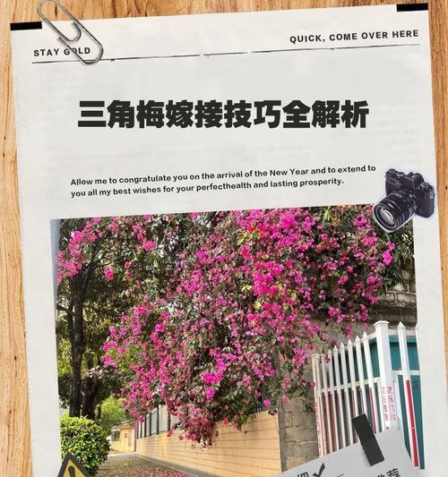 月季和刺梅的嫁接技术探究（传统嫁接与现代技术的对比分析）-第1张图片-绿意生活