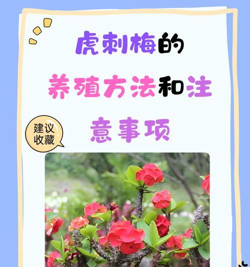 月季和刺梅的嫁接技术探究（传统嫁接与现代技术的对比分析）-第2张图片-绿意生活