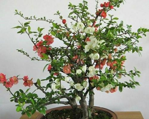 养护海棠，从栽培到养护，你需要这些方法！（从选苗到施肥，一步步指导你护养海棠）-第2张图片-绿意生活