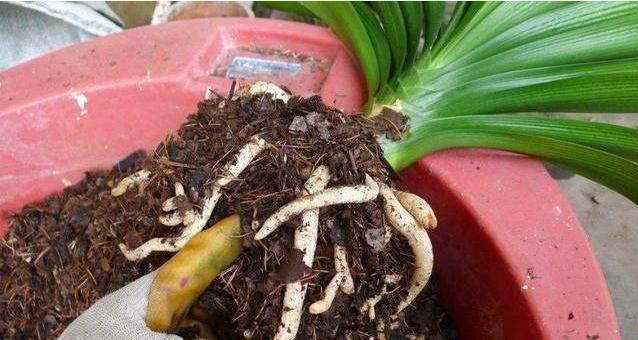 以花开大了盆小，如何解决？（盆栽花卉生长过快的问题及应对方法）-第1张图片-绿意生活
