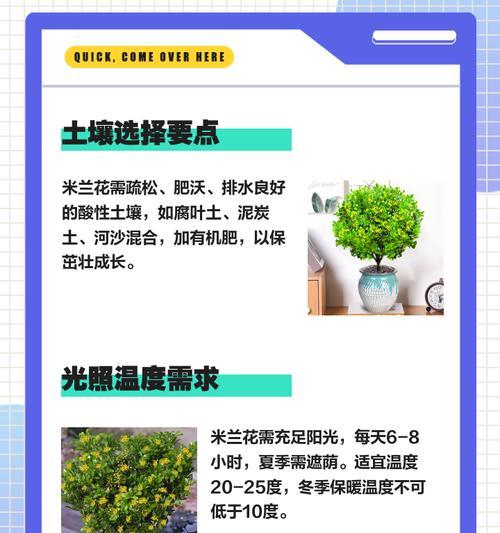 米兰花的繁殖方式剖析（探究米兰花种子的生命周期及如何繁殖）-第1张图片-绿意生活