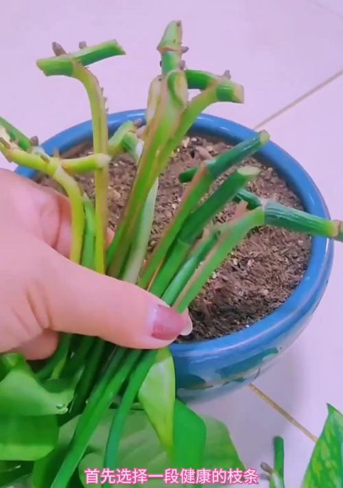 打造粗壮的绿萝，助你拥有更美好的室内环境（掌握关键技巧，让你的绿萝生机盎然）-第3张图片-绿意生活