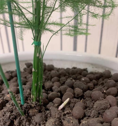 大和锦（探索大和锦侧芽的生长与繁衍之道）-第3张图片-绿意生活