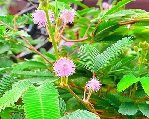 含羞草是种子植物吗？——探究含羞草的分类学归属-第2张图片-绿意生活