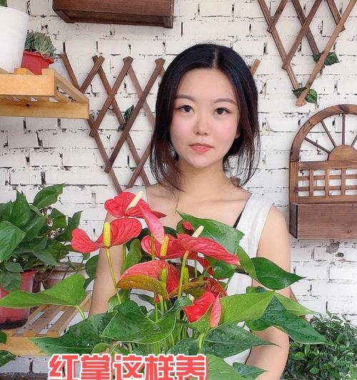 以红掌不开花管理为主题的养护指南（打造枝繁叶茂的红掌美景）-第1张图片-绿意生活