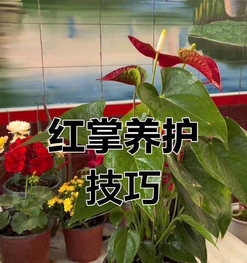 以红掌不开花管理为主题的养护指南（打造枝繁叶茂的红掌美景）-第3张图片-绿意生活