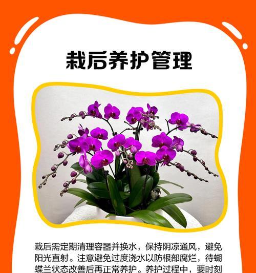 蝴蝶兰加水过多的救治方法（如何拯救水浇多了的蝴蝶兰）-第3张图片-绿意生活