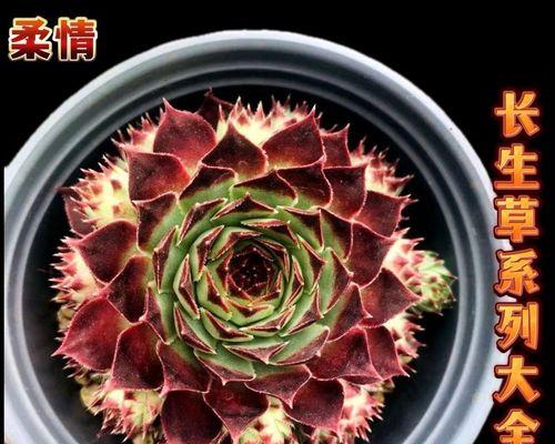 观音莲盆栽的养护秘籍（打造绿意盎然的家居宝贝）-第2张图片-绿意生活
