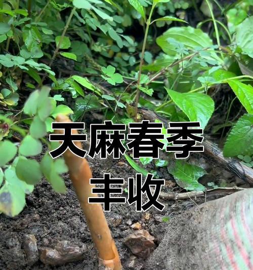 天麻种植详解（如何选择种植时间，提高产量）-第3张图片-绿意生活