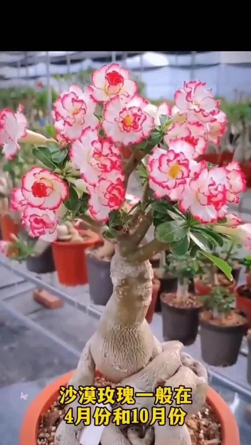 玫瑰花盆栽的剪枝技巧（掌握剪枝要领，让玫瑰花更加茂盛）-第2张图片-绿意生活
