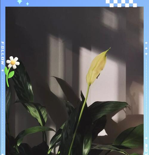 低温下如何养护白掌（白掌养护技巧，让您的植物健康茁壮）-第3张图片-绿意生活