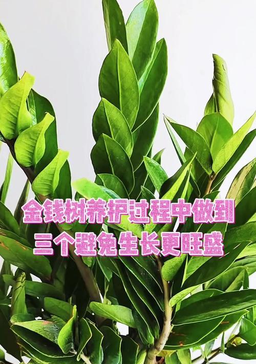 如何处理金钱树叶子上的霜？（有效的方法和关键步骤，让您的金钱树焕发生机）-第1张图片-绿意生活