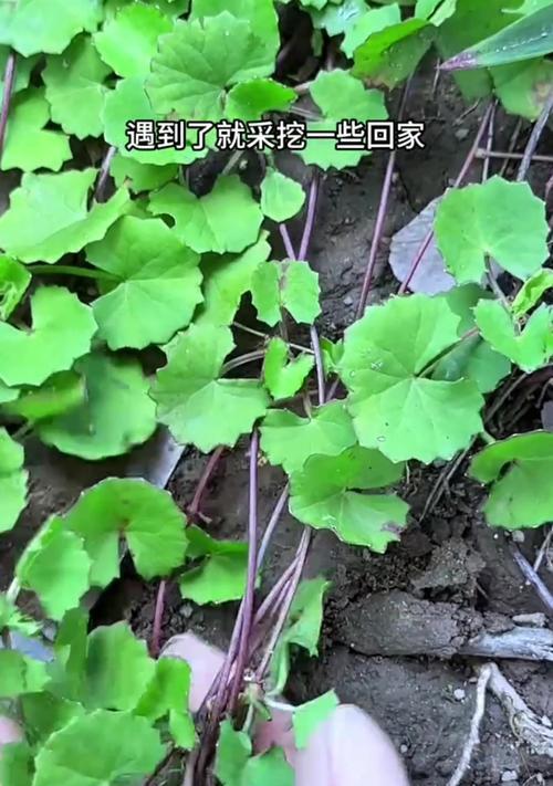 马蹄莲叶子不长怎么办（马蹄莲叶子不长的原因及解决方法）-第2张图片-绿意生活