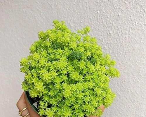万年叶养护指南（打造美丽室内绿植的秘诀）-第3张图片-绿意生活
