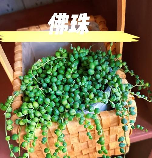 多肉佛珠水培养护指南（了解多肉佛珠水培方法，让它健康成长）-第3张图片-绿意生活