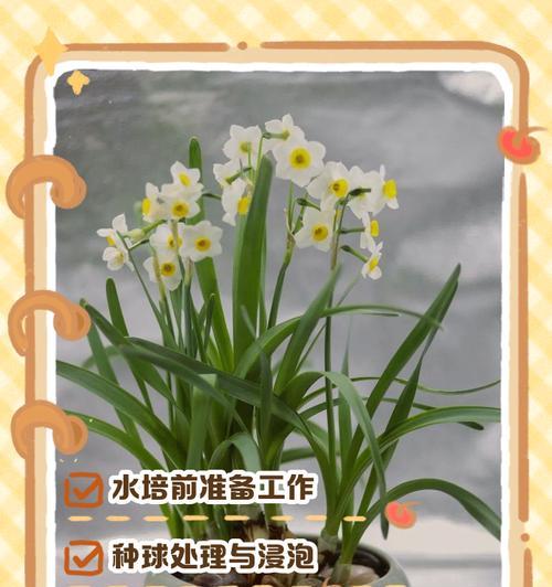 水仙花水培种球烂了怎么办？（教你挽救烂掉的水仙花种球，让它重新绽放光彩！）-第2张图片-绿意生活