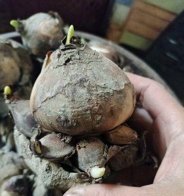 水仙花水培种球烂了怎么办？（教你挽救烂掉的水仙花种球，让它重新绽放光彩！）-第3张图片-绿意生活