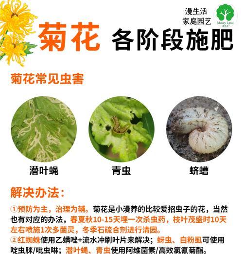 九菊花的种植技巧与注意事项（打造美丽花园的秘密武器——九菊花种植全攻略）-第1张图片-绿意生活