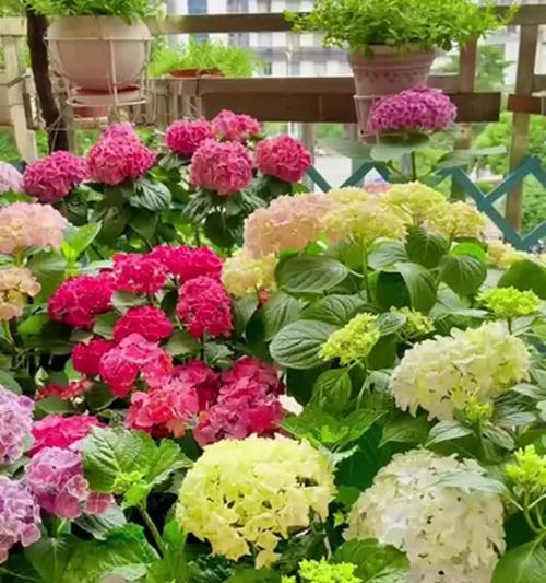 鲜花绣球的养护指南（打造美丽庭院的秘诀）-第2张图片-绿意生活