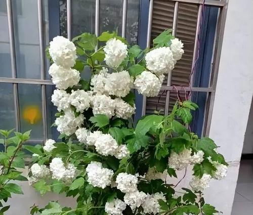 鲜花绣球的养护指南（打造美丽庭院的秘诀）-第1张图片-绿意生活