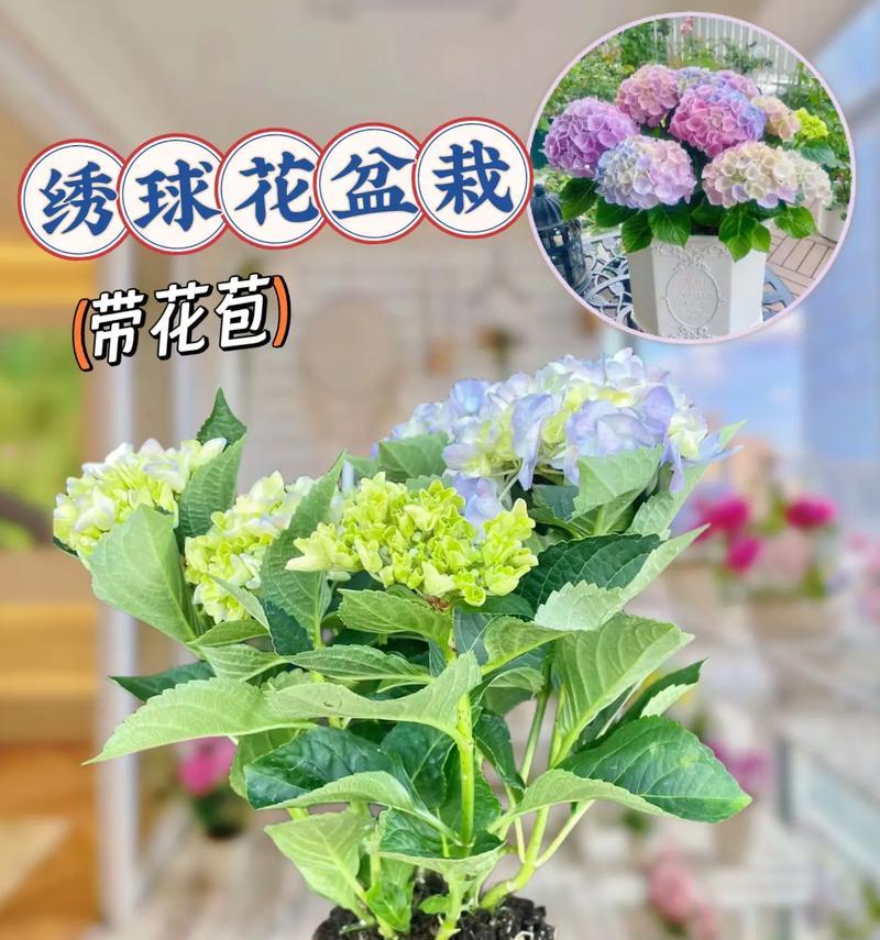 鲜花绣球的养护指南（打造美丽庭院的秘诀）-第3张图片-绿意生活