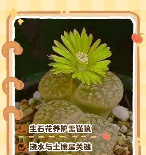 以石生花怎么样？（探索石生花的奇妙之处）-第2张图片-绿意生活