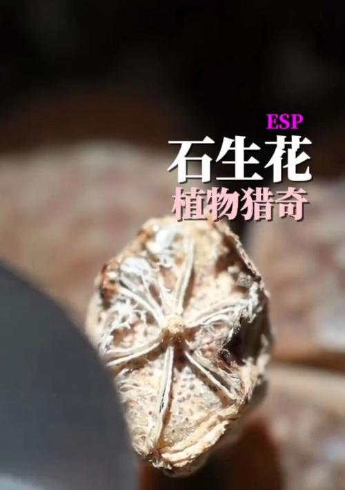 以石生花怎么样？（探索石生花的奇妙之处）-第1张图片-绿意生活