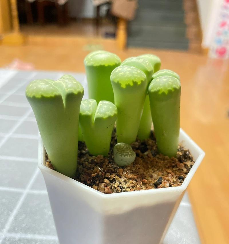 以石生花怎么样？（探索石生花的奇妙之处）-第3张图片-绿意生活
