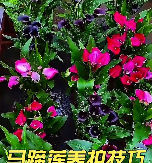马蹄莲剪枝技巧与注意事项（打造美丽庭院的必备技能）-第2张图片-绿意生活