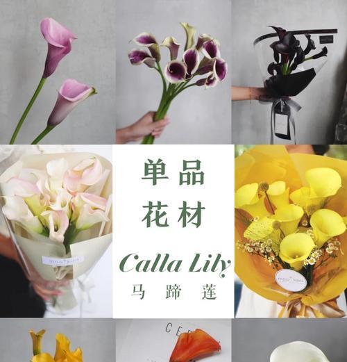 马蹄莲剪枝技巧与注意事项（打造美丽庭院的必备技能）-第3张图片-绿意生活