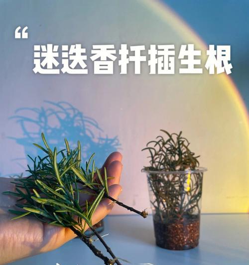 以欧石楠怎么样扦插——繁衍新生的绿色奇迹（简单易行的欧石楠扦插技巧与注意事项）-第2张图片-绿意生活