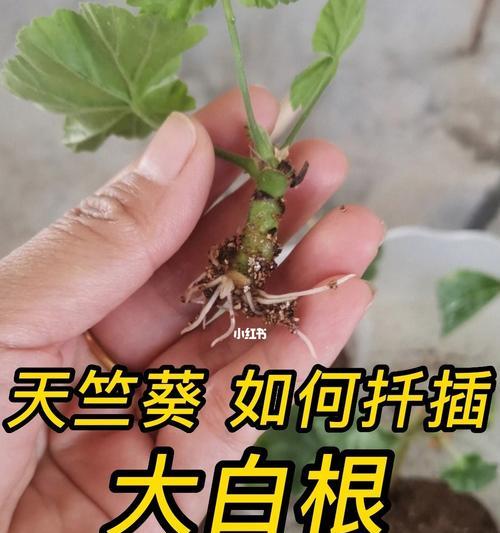 以欧石楠怎么样扦插——繁衍新生的绿色奇迹（简单易行的欧石楠扦插技巧与注意事项）-第1张图片-绿意生活
