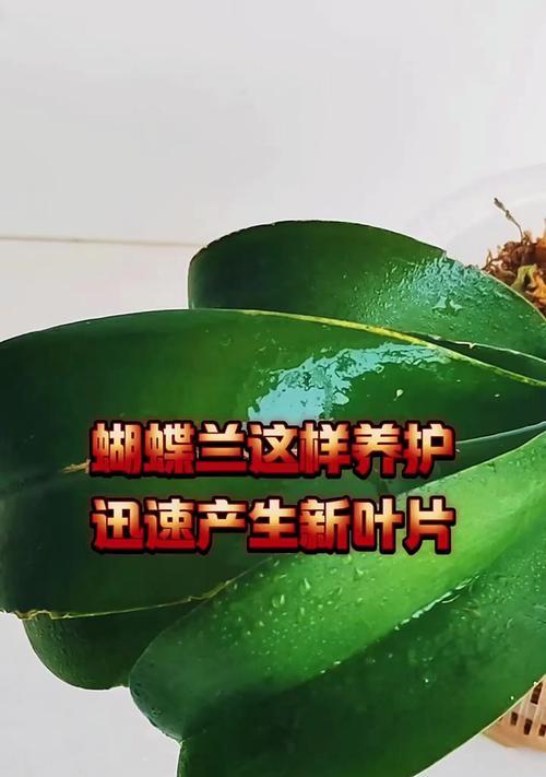 蝴蝶兰叶片发软的原因及处理方法（解决蝴蝶兰叶片发软问题的关键措施及技巧）-第1张图片-绿意生活